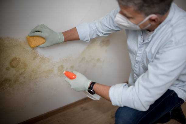 Best Localized Mold Remediation (e.g., coastal areas, humid climates) in Archer Lodge, NC